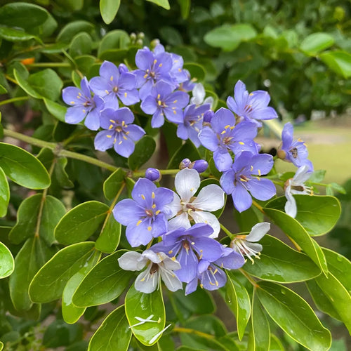 Premium Blue Lignum Vitae Flower seeds for Planting Premium Quality, Heirloom & GMO Free Seeds for Home Garden seeds