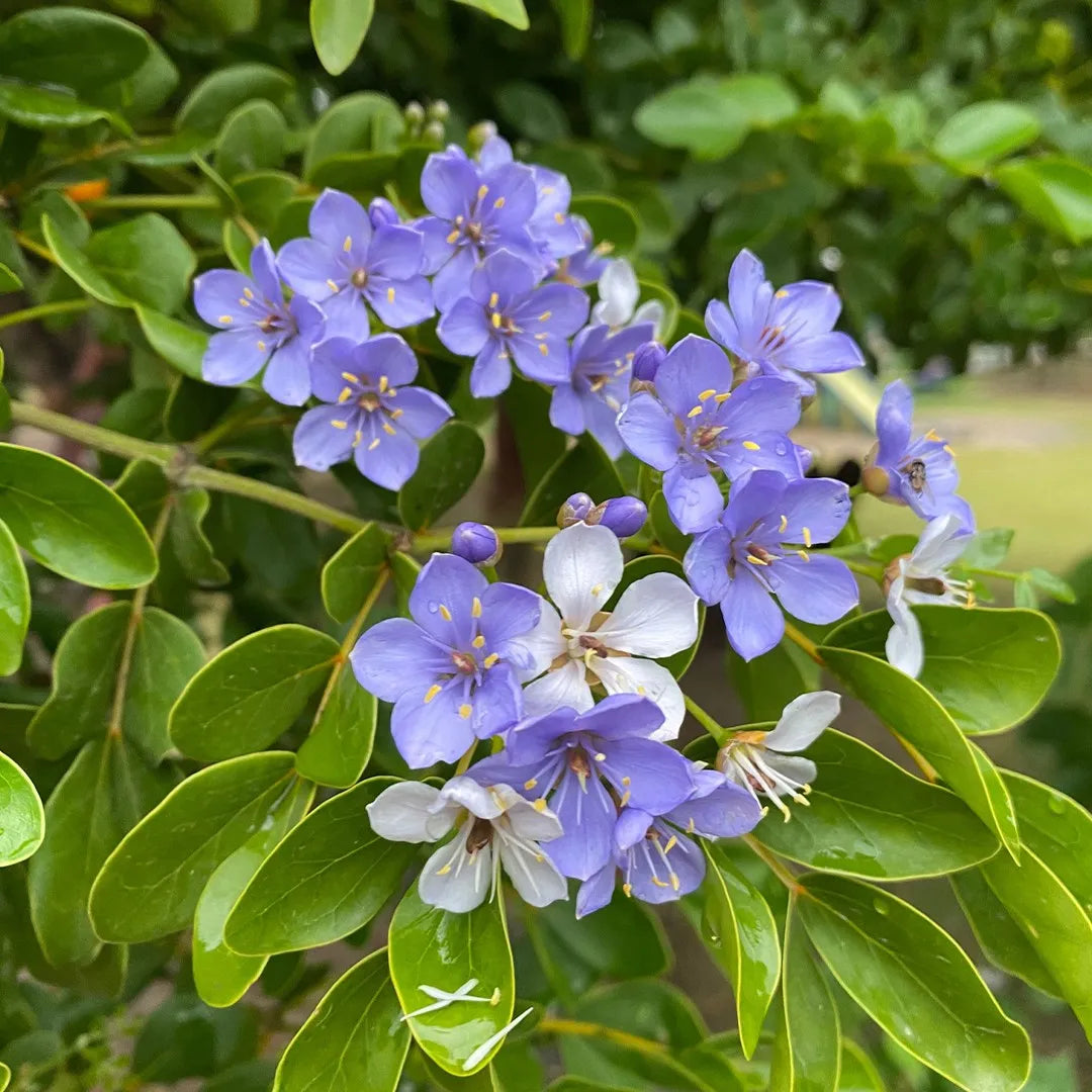 Blue Lignum Vitae Flower seeds for Planting - Wildflower Mix, Heirloom & GMO Free Seeds for Home Garden