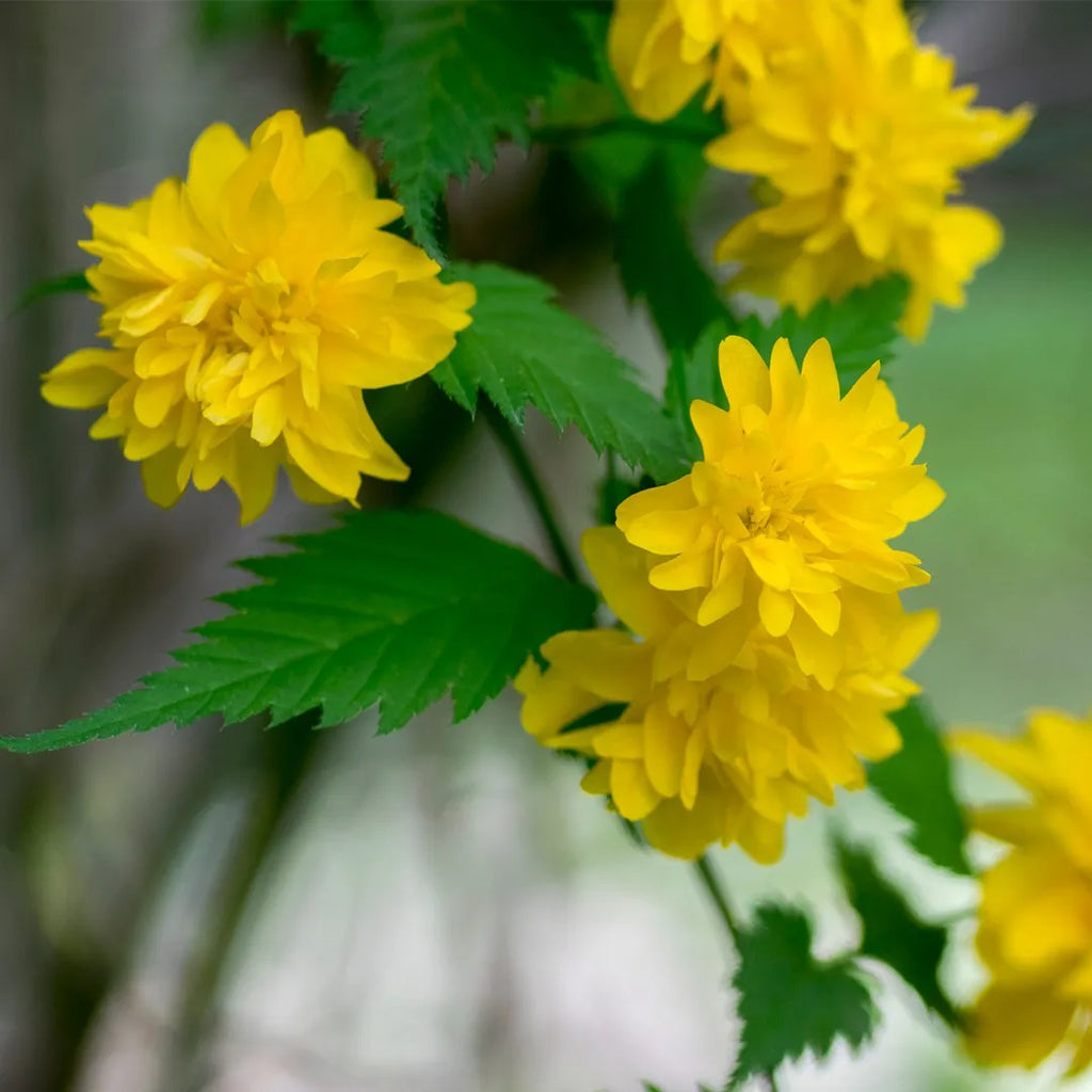 High quality Yellow Kerria Japonica Flower seeds for Planting Low Maintenance, Heirloom & GMO Free Seeds for Home Garden seeds pack