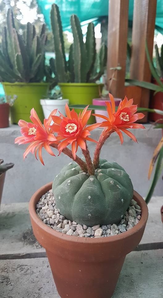 Premium Red Matucana Flower seeds for Planting Cottage Garden Essential, Heirloom & GMO Free Seeds for Home Garden seeds