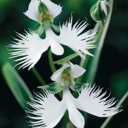 Radiata Orchid Flower seeds for Planting Bright Blooms Heirloom & GMO Free Seeds for Home Garden
