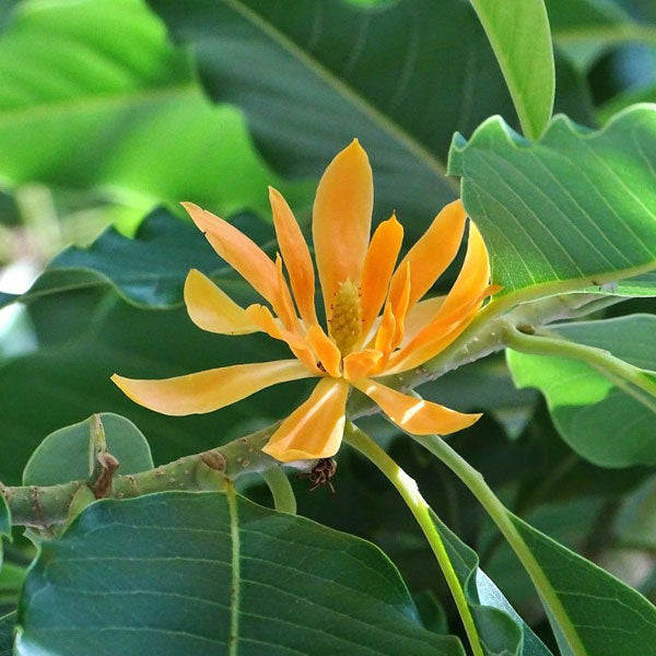 Champaca Flower seeds for Planting Colorful Display Heirloom & GMO Free Seeds for Home Garden