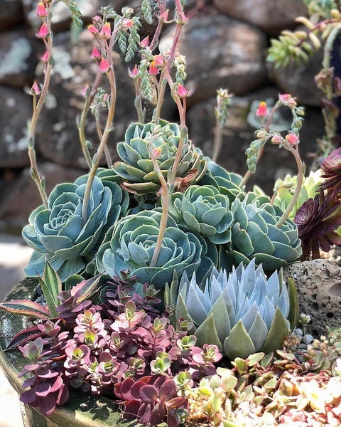 High quality Blue Maguey Aloe Flower seeds for Planting Easy to Grow, Heirloom & GMO Free Seeds for Home Garden seeds pack