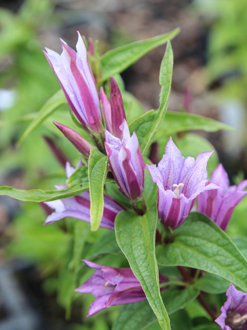 Premium Lavender Gentiana Asclepiadea Flower seeds for Planting Long Bloom Season, Heirloom & GMO Free Seeds for Home Garden seeds
