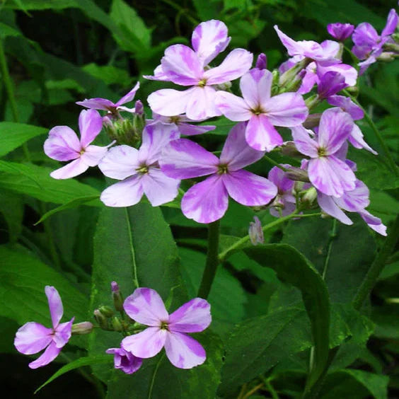 Hesperis Flower seeds for Planting Colorful Display Heirloom & GMO Free Seeds for Home Garden