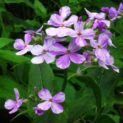 Hesperis Flower seeds for Planting Colorful Display Heirloom & GMO Free Seeds for Home Garden