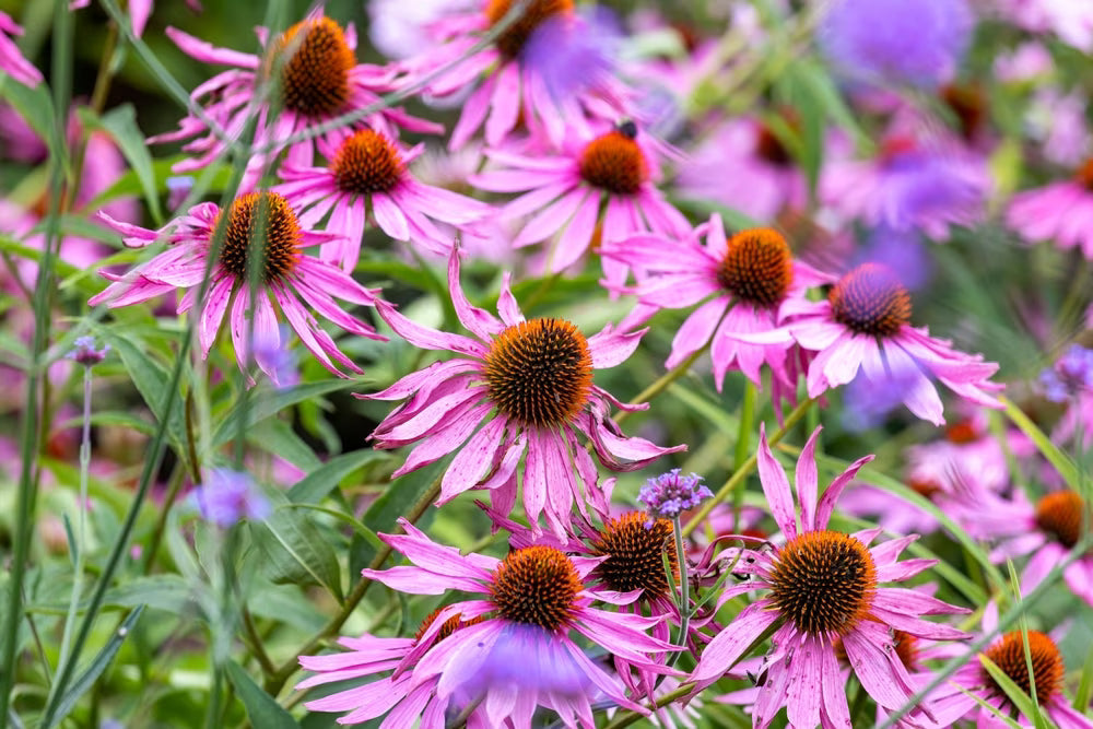 High quality Pink ConeFlower seeds for Planting Easy to Grow, Heirloom & GMO Free Seeds for Home Garden seeds pack