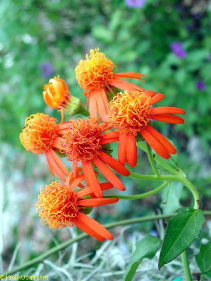 High quality Confusus Mexico Flower seeds for Planting Perfect for Borders, Heirloom & GMO Free Seeds for Home Garden seeds pack