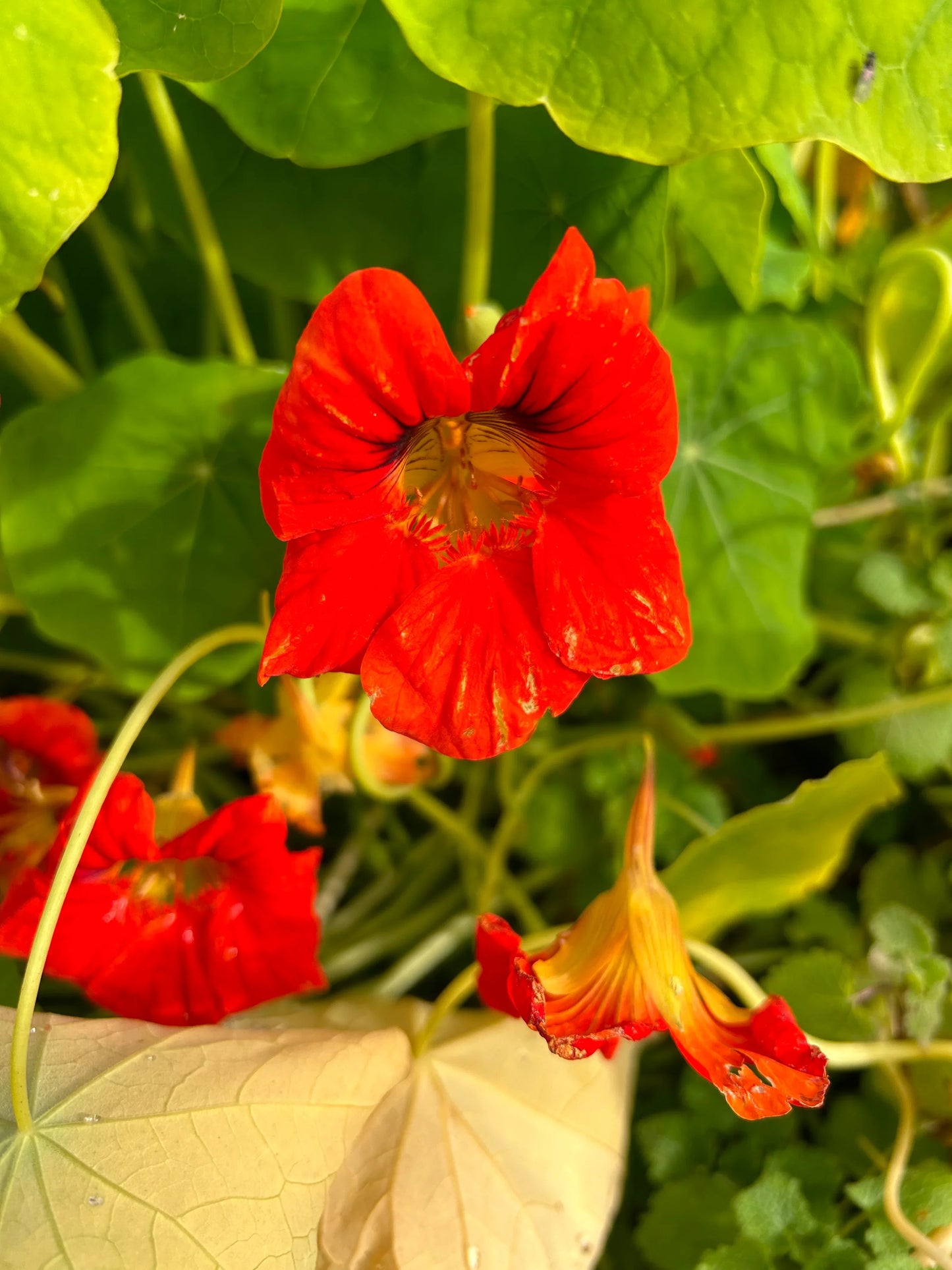 Nasturtium Flower seeds for Planting Garden Favorite Heirloom & GMO Free Seeds for Home Garden
