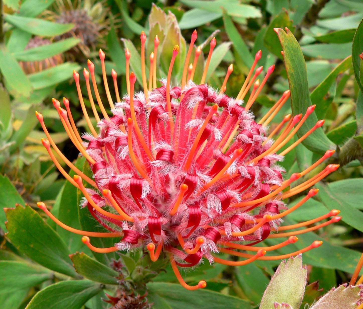 Leucospermum Flower seeds for Planting Fragrant Blossoms, Heirloom & GMO Free Seeds for Home Garden vegetable and garden seeds