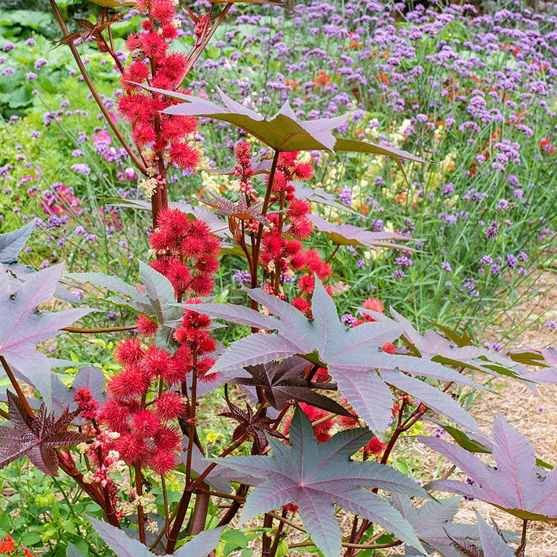 Heirloom Carmencita Flower seeds for Planting Wildflower Mix Heirloom & GMO Free Seeds for Home Garden