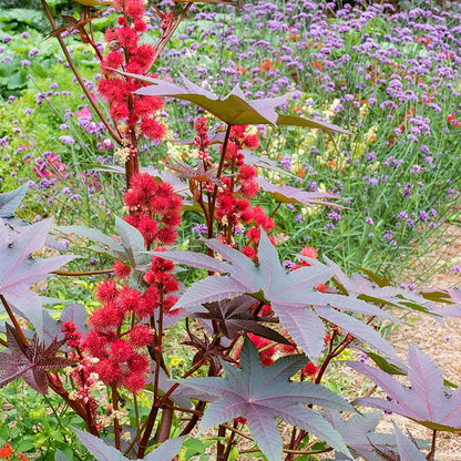 Heirloom Carmencita Flower seeds for Planting Wildflower Mix Heirloom & GMO Free Seeds for Home Garden