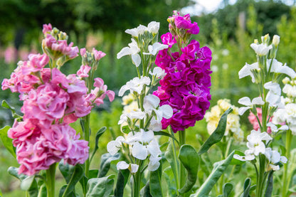 Heirloom Matthiola Flower seeds for Planting Vibrant Colors Heirloom & GMO Free Seeds for Home Garden