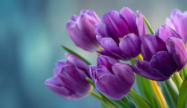 Violet Tulip Flower seeds for Planting Wildflower Mix, Heirloom & GMO Free Seeds for Home Garden vegetable and garden seeds