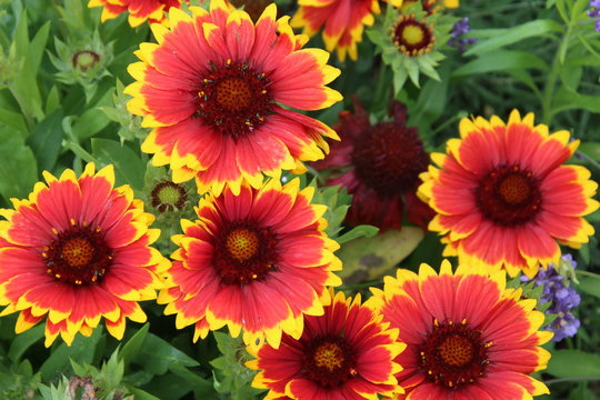 Gaillardia Aristata Flower seeds for Planting Cut Flower Favorite, Heirloom & GMO Free Seeds for Home Garden vegetable and garden seeds