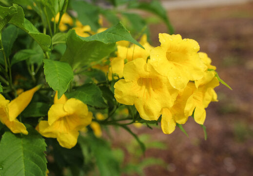 High quality Yellow Alcea Ficifolia Flower seeds for Planting Long Bloom Season, Heirloom & GMO Free Seeds for Home Garden seeds pack