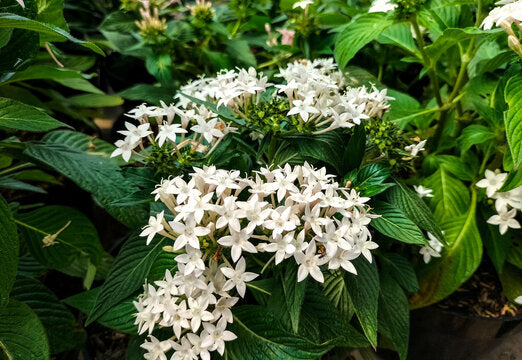 High quality White Pentas Starla Flower seeds for Planting Wildflower Mix, Heirloom & GMO Free Seeds for Home Garden seeds pack
