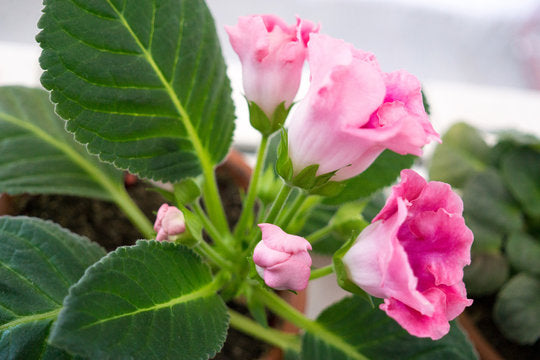 Pink Gloxinia Brocade Flower seeds for Planting Drought Tolerant, Heirloom & GMO Free Seeds for Home Garden vegetable and garden seeds