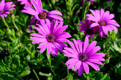 Osteospermum Ecklonis Flower seeds for Planting Premium Quality Heirloom & GMO Free Seeds for Home Garden