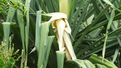 Heirloom Screwpine Flower seeds for Planting Cut Flower Favorite Heirloom & GMO Free Seeds for Home Garden