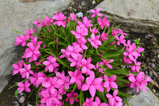 High quality Rhodohypoxis Flower seeds for Planting Hardy Variety, Heirloom & GMO Free Seeds for Home Garden seeds pack