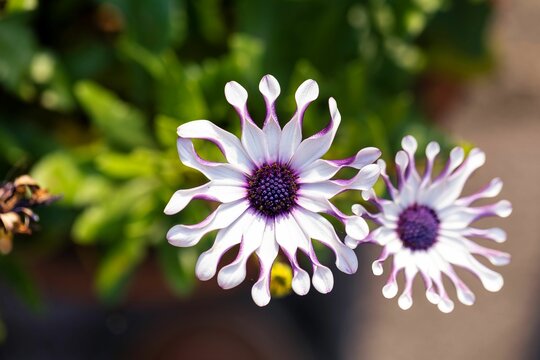 Premium Shrubby Daisy Bush Flower seeds for Planting Wildflower Mix, Heirloom & GMO Free Seeds for Home Garden seeds
