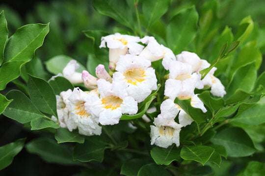 Green Radermachera Flower seeds for Planting Colorful Display, Heirloom & GMO Free Seeds for Home Garden vegetable and garden seeds