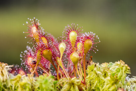 Premium Green Hardy Sundew Flower seeds for Planting Garden Favorite, Heirloom & GMO Free Seeds for Home Garden seeds