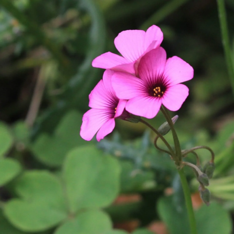 Oxalis Spring Flower seeds for Planting, Easy to Grow Heirloom & GMO Free Seeds for Home Garden