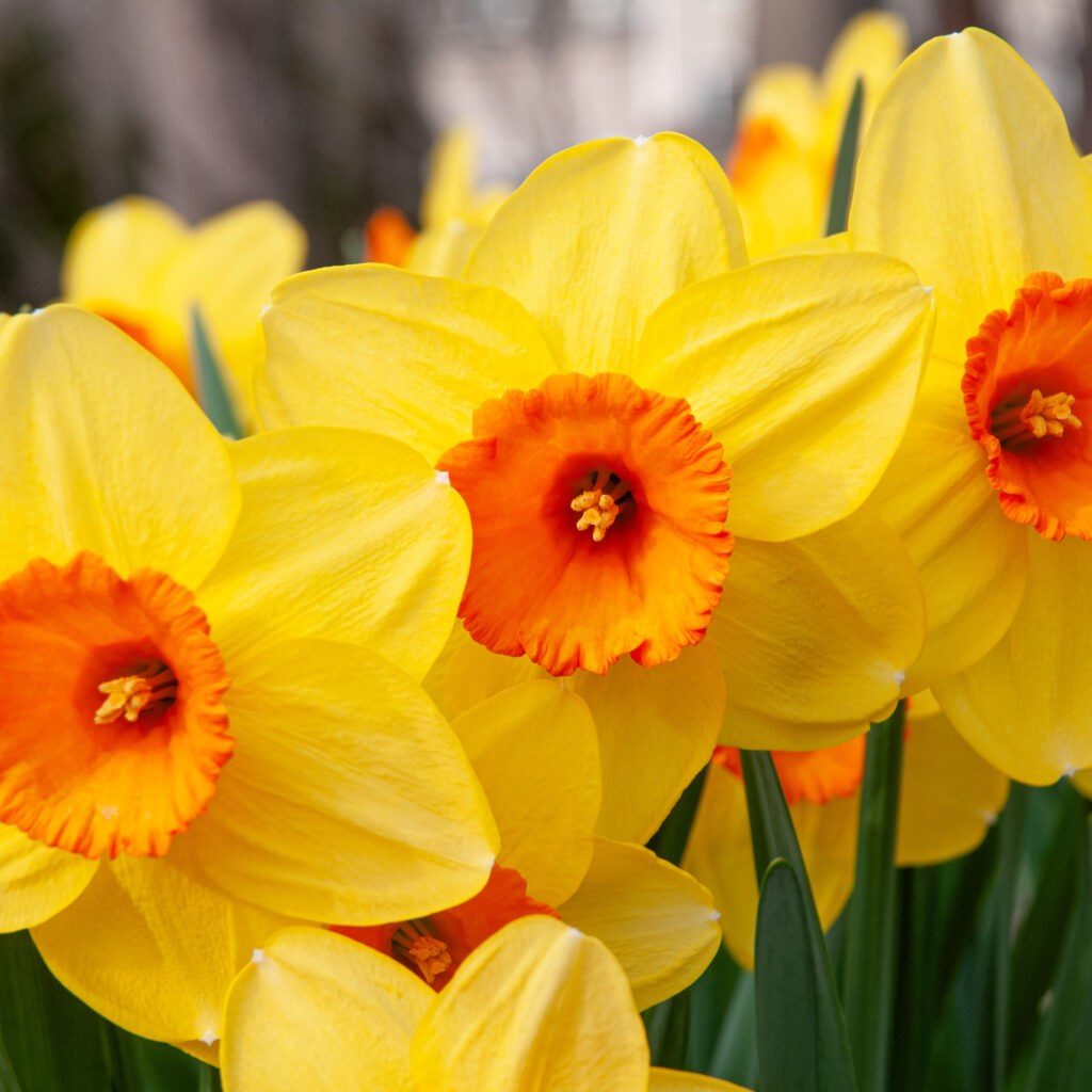 Premium Daffodils Flower seeds for Planting Seasonal Bloomer, Heirloom & GMO Free Seeds for Home Garden seeds