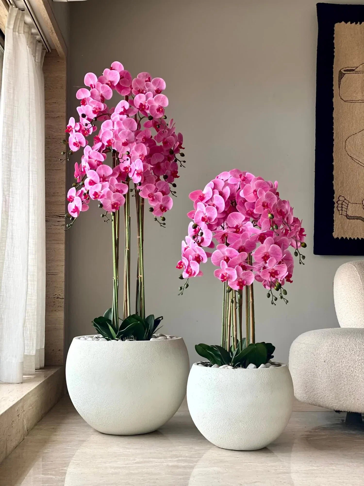 Premium Mixed Phalaenopsis Orchid Flower seeds for Planting Colorful Display, Heirloom & GMO Free Seeds for Home Garden seeds