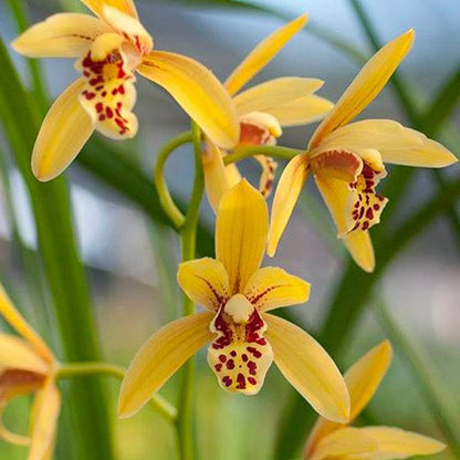 Cymbidium Orchid Flower seeds for Planting Cut Flower Favorite Heirloom & GMO Free Seeds for Home Garden