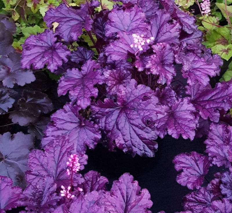 Premium Purple Heuchera Flower seeds for Planting Pollinator Friendly, Heirloom & GMO Free Seeds for Home Garden seeds