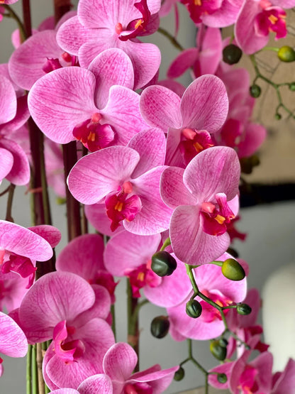 Pink Orchid Flower Seeds for Planting