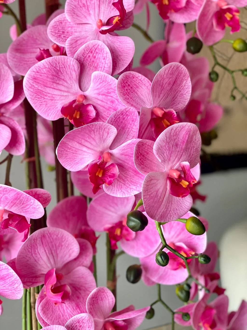 Pink Hydroponic Orchid Flower seeds for Planting Seasonal Bloomer, Heirloom & GMO Free Seeds for Home Garden seeds for planting