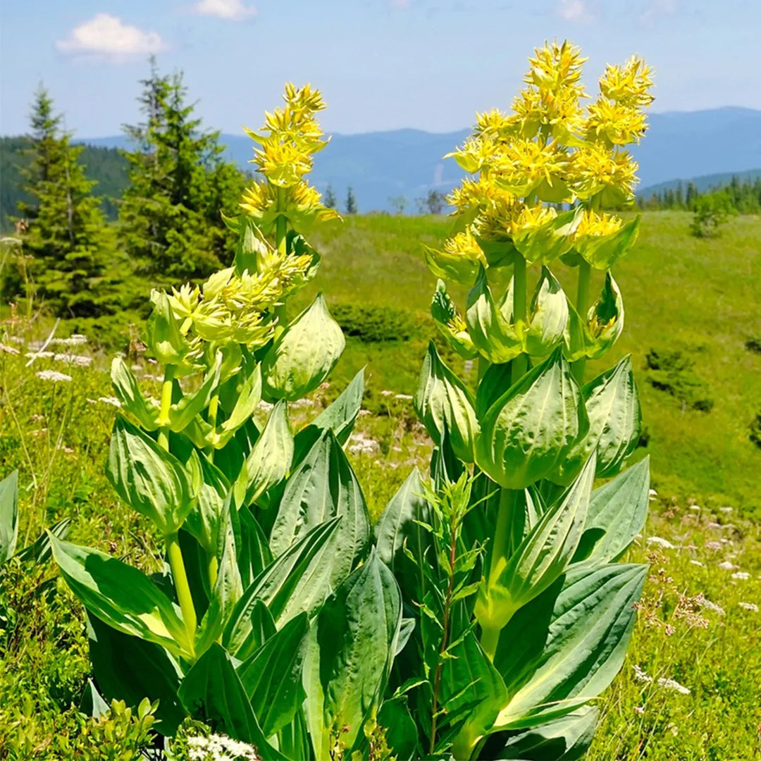 Great Yellow Gentian (Gentiana lutea) Herb & Flower Seeds