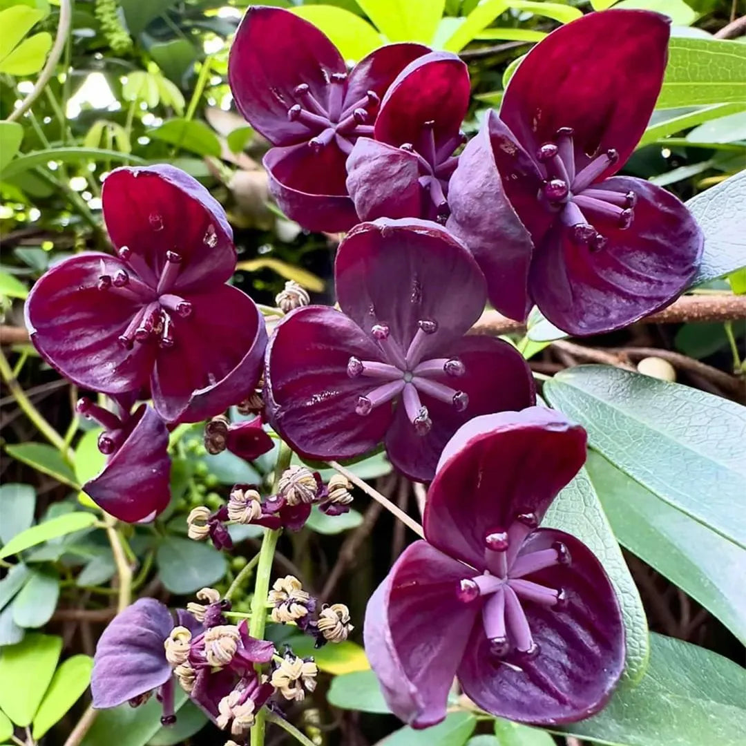 Premium Chocolate Clematis Flower seeds for Planting Perfect for Borders, Heirloom & GMO Free Seeds for Home Garden seeds