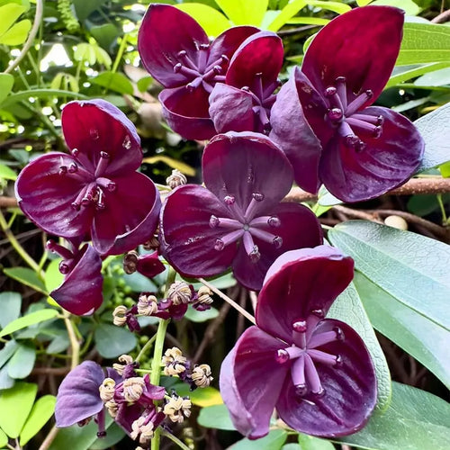 Premium Chocolate Clematis Flower seeds for Planting Perfect for Borders, Heirloom & GMO Free Seeds for Home Garden seeds