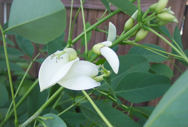 White Erythrina Crista Galli Flower seeds for Planting Cut Flower Favorite, Heirloom & GMO Free Seeds for Home Garden vegetable and garden seeds