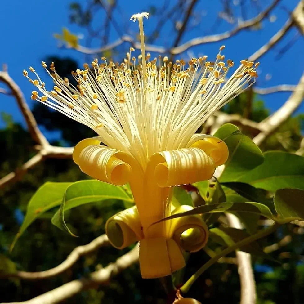 Adansonia Gregorii Seeds - Perfect for Planting and Gardening
