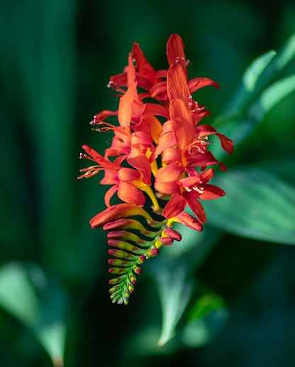 Crocosmia Lucifer Flower seeds for Planting Perfect for Borders Heirloom & GMO Free Seeds for Home Garden