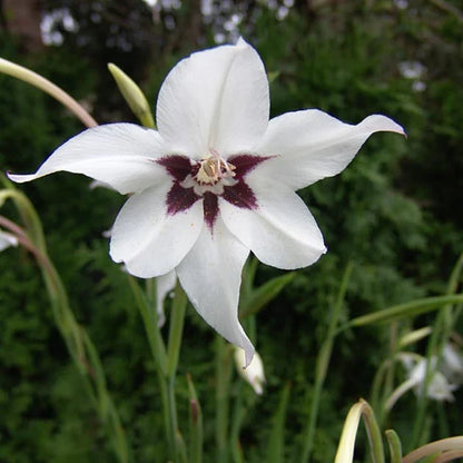Acidanthera Flower seeds for Planting Fragrant Blossoms Heirloom & GMO Free Seeds for Home Garden