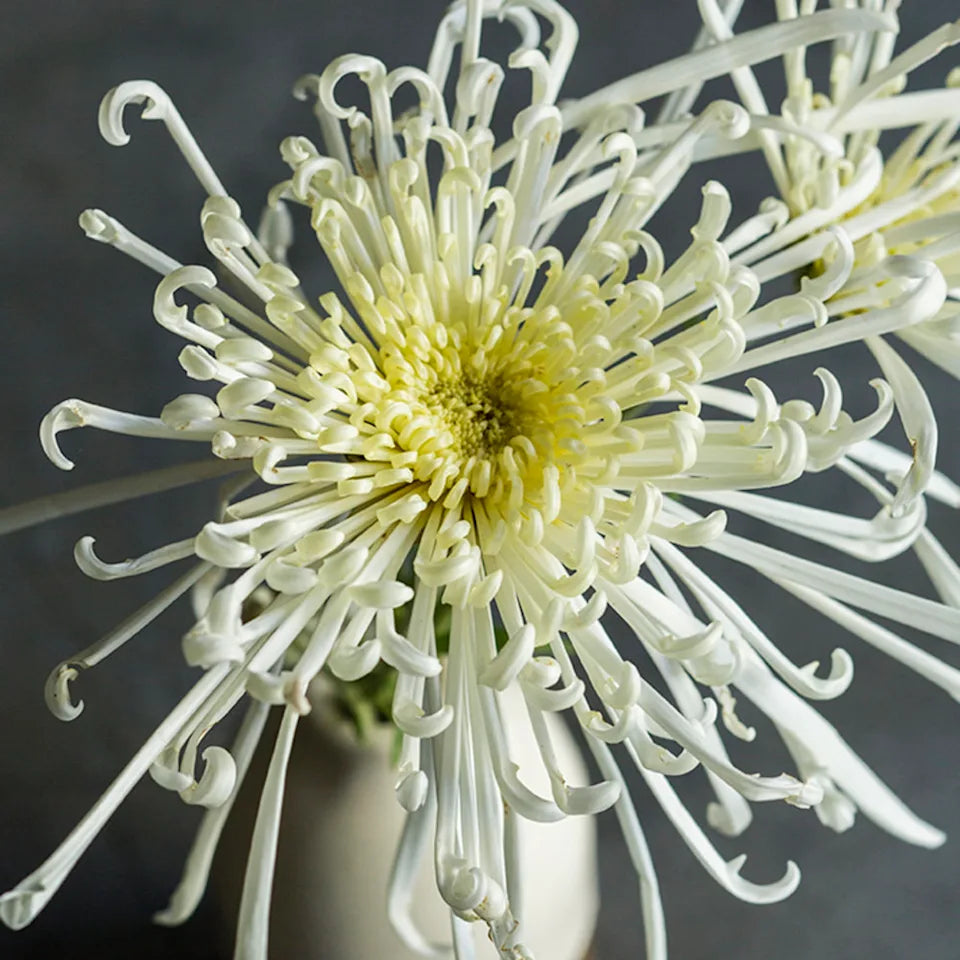 Japan Spider Chrysanthemum Flower seeds for Planting - Garden Favorite, Heirloom & GMO Free Seeds for Home Garde