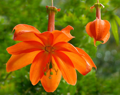 Passiflora Parritae Flower seeds for Planting, Seasonal Bloomer Heirloom & GMO Free Seeds for Home Garden