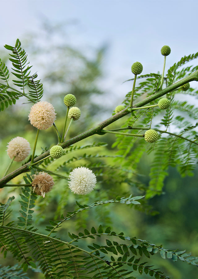 Green Desert Fern Flower seeds for Planting Compact Growth, Heirloom & GMO Free Seeds for Home Garden vegetable and garden seeds