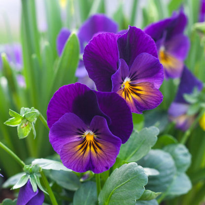 Viola Flower seeds for Planting Hardy Variety Heirloom & GMO Free Seeds for Home Garden