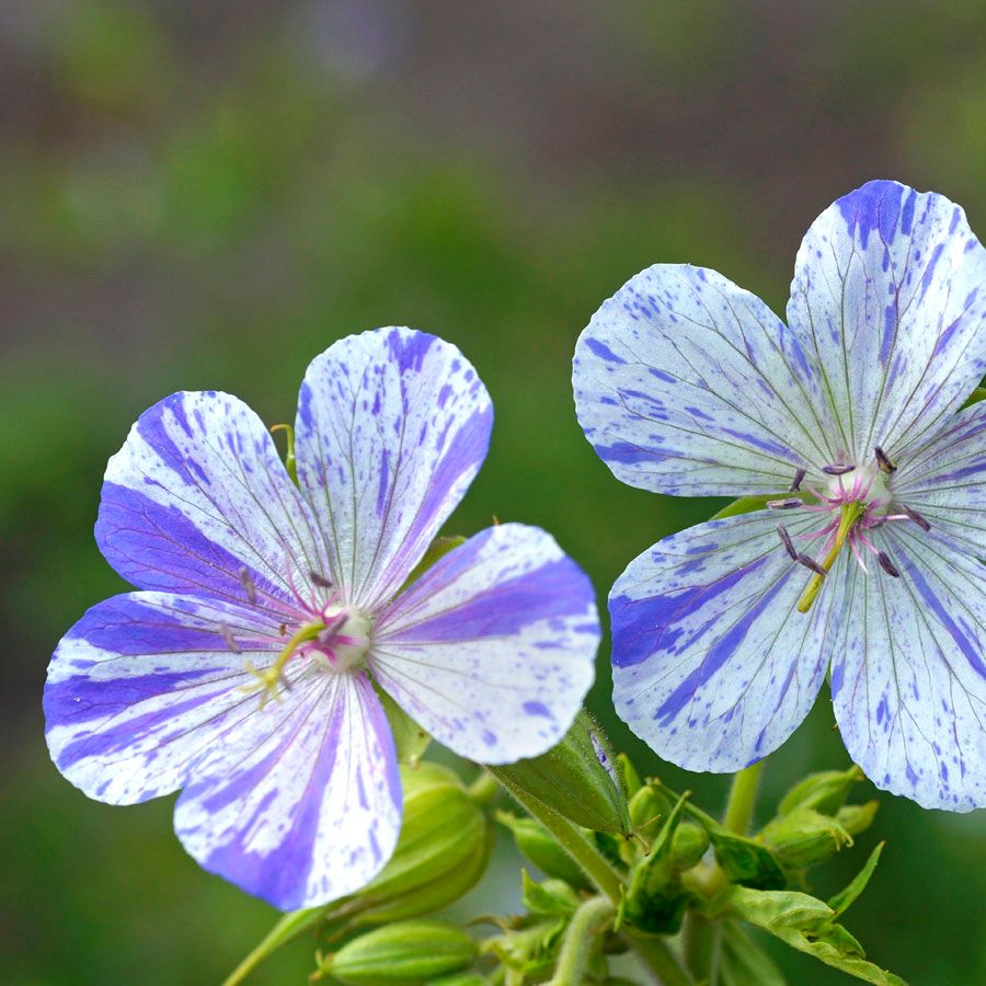 High quality Violet & White Geraniums Flower seeds for Planting Bright Blooms, Heirloom & GMO Free Seeds for Home Garden seeds pack