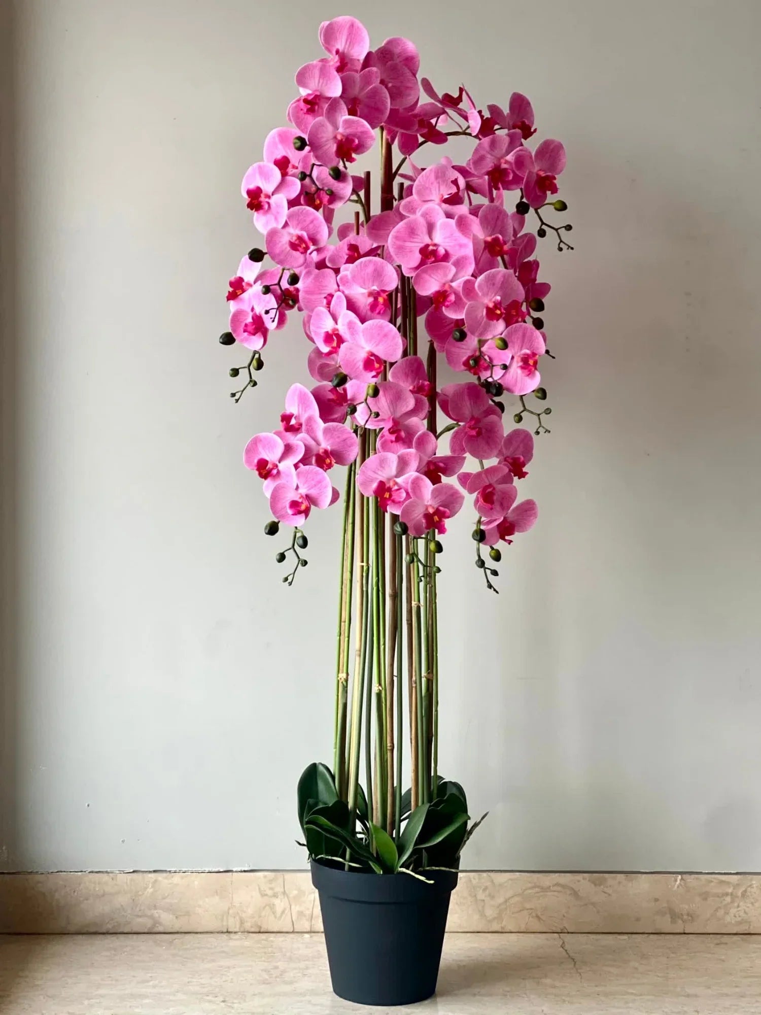 Mixed Phalaenopsis Orchid Flower seeds for Planting Colorful Display, Heirloom & GMO Free Seeds for Home Garden vegetable and garden seeds