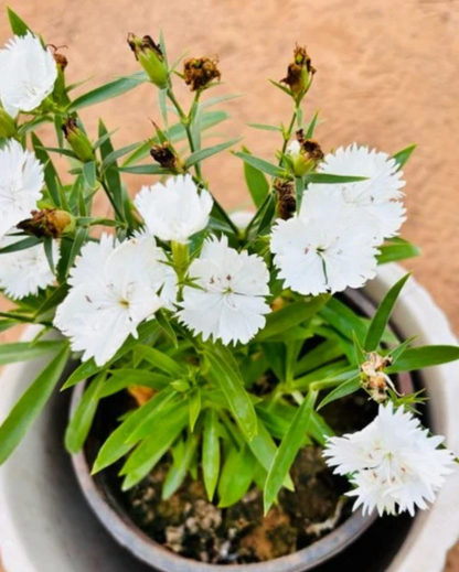 Dianthus Flower Seed Flower seeds for Planting Hardy Variety Heirloom & GMO Free Seeds for Home Garden