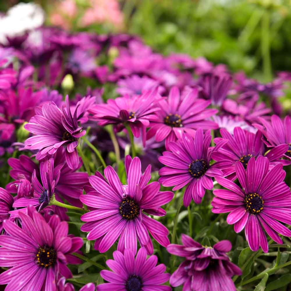 Osteospermum Flower seeds for Planting Vibrant Colors, Heirloom & GMO Free Seeds for Home Garden vegetable and garden seeds